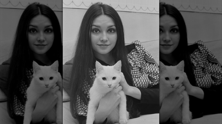 Un portrait de Victoria Principal en 1970 avec des cheveux bruns raides tenant un chat blanc.